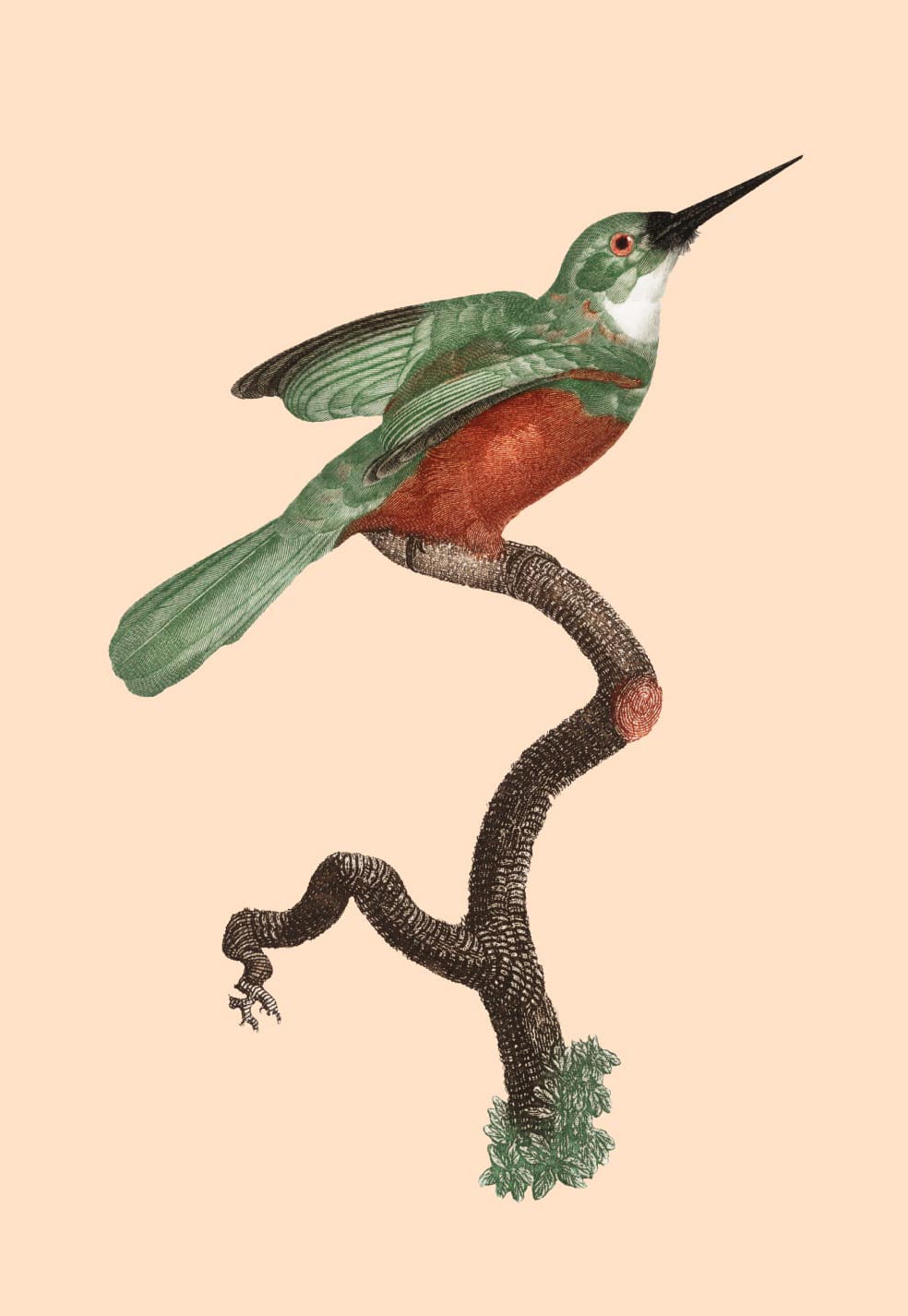 Image of a bird on a branch